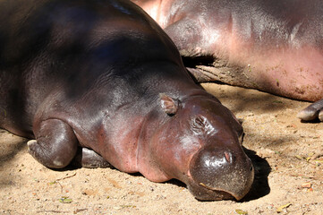 Hippopotamus sunbathe on sand floor at the zoo. 