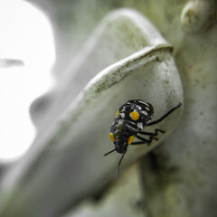 Black White and Yellow Bug