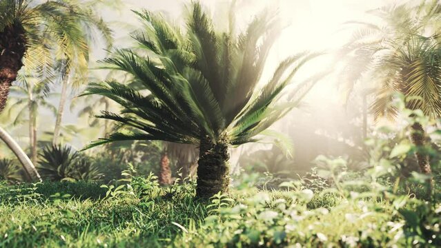 light ray in a Jungle rainforest