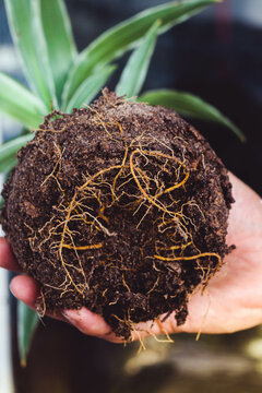 raices de planta dracena warneckii manos