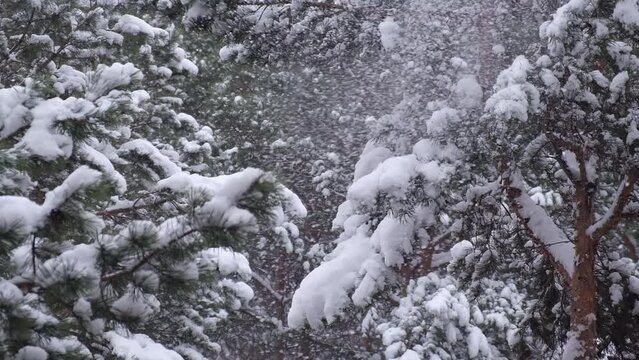 snowstorm in a pine forest. a hurricane-force wind blows and knocks snow from the branches of pine trees, bad weather in winter. beautiful background of raging nature, ecology, close-up. slow motion.