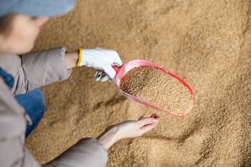 Confident woman owner of dairy farm checking quality of soybean husk animal feed for dairy cattle...