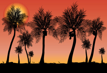 coconut plantation with sunset background