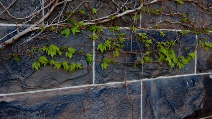 climbing vine