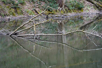 Branch reflected in stream good