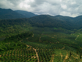 Aerial drone view of rural scenery with young oil palm plantation near Mount Ledang National Park, Johor, Malaysia.