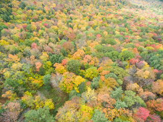 Aerial view of forest canopy in autumn