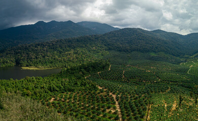 Fototapeta na wymiar Aerial drone view of rural scenery with young oil palm plantation near Mount Ledang National Park, Johor, Malaysia.