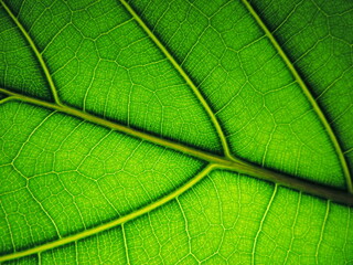Naklejka na ściany i meble Green leaf close up texture 