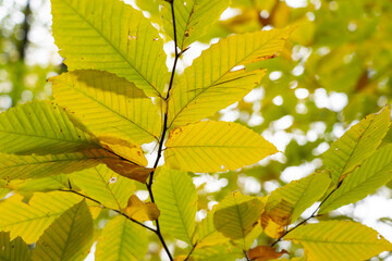 Colorful foliage in the forest