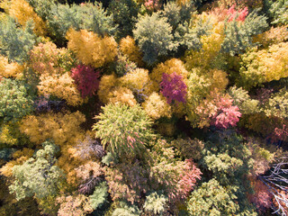 Fototapeta na wymiar Fall foliage as seen as from the air