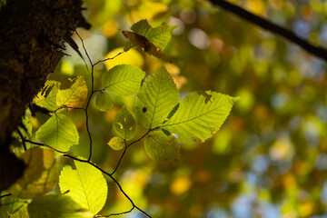 Colorful foliage in the forest