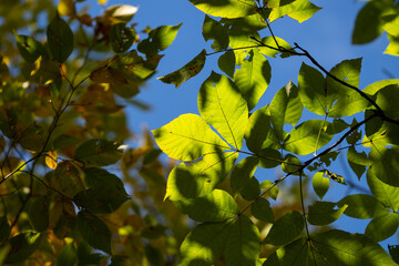Fototapeta premium Colorful foliage in the forest