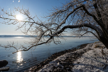 Tree near shoreline of winter lake