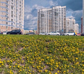 A lot of dandelions grow in the city