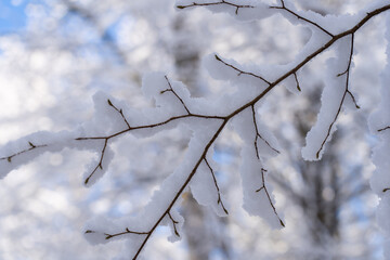 Fresh snow on branches in tree