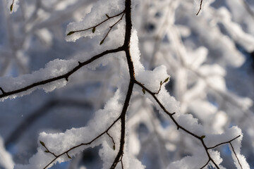 Fresh snow on branches in tree