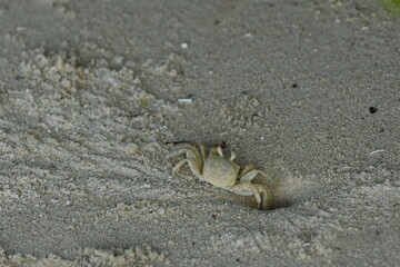 sand crab on the beach sand camouflaged