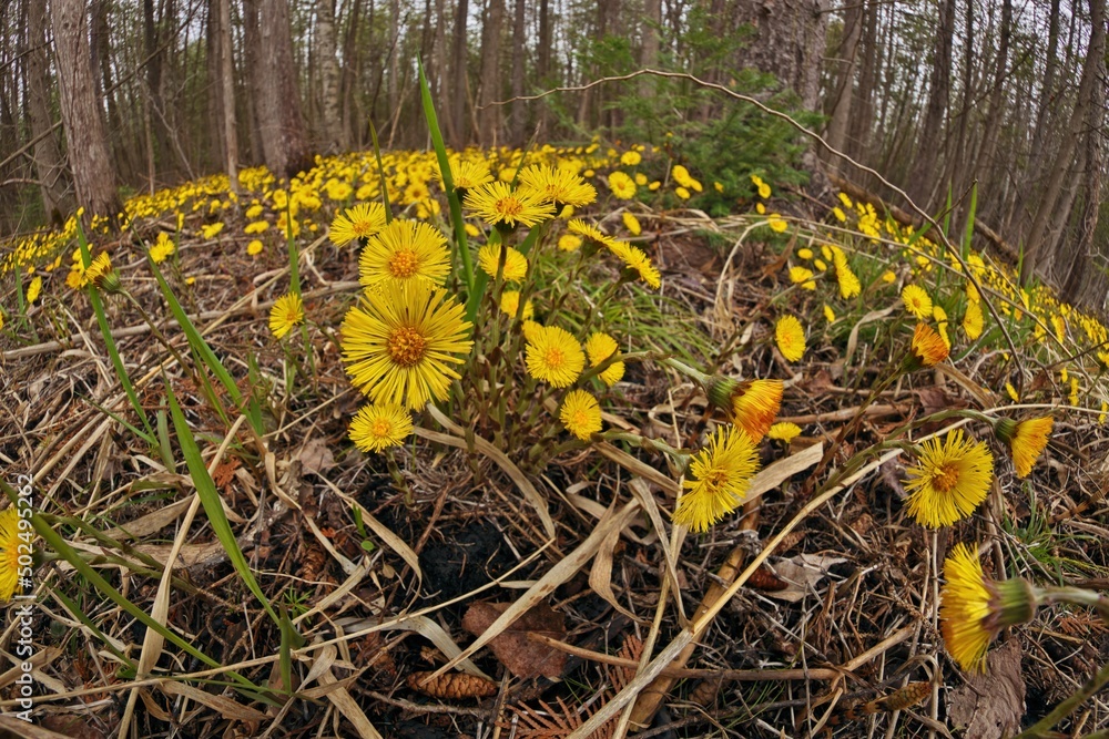 Wall mural Coltsfoot or Tussilago farfara growing wild in a damp forest beside the road in Ontario Canada