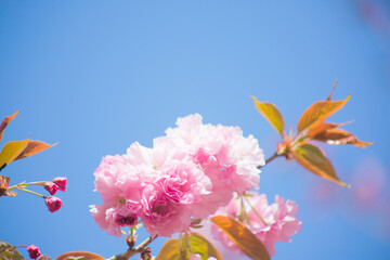 青空を背景に八重桜のクローズアップ
