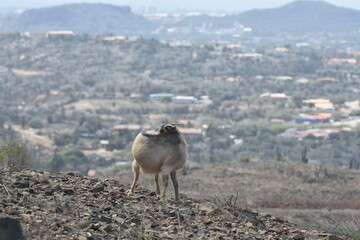 mountain goats exploring Aruba National Park