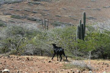 mountain goats exploring Aruba National Park