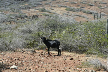 mountain goats exploring Aruba National Park