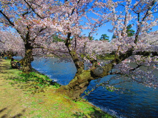弘前公園　桜