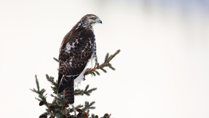 red tailed hawk