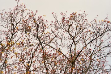 cherry blossom