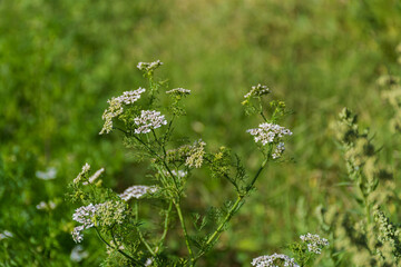Wild Chervil Flower