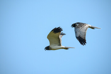 Eastern Marsh Harrier flying on blue sky