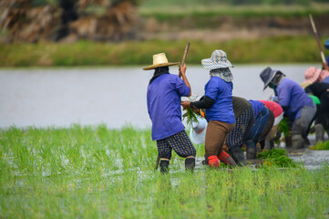 Many farmers are planting rice fields