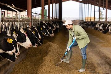 Man farmer using shovel to feed row of cows in stables.