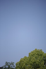 Obraz premium tree and sky