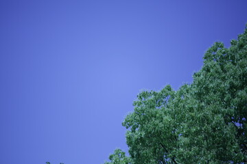 tree in the mountains