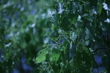 spider web on the tree