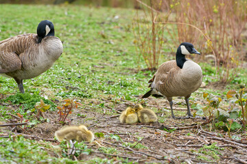 Goslings and Mother Goose. A Canada Goose protecting goslings sleeping in the afternoon.

