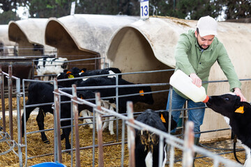 Farmer man feeding calves on dairy outdoor farm