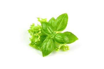 Basil leaves with lettuce, isolated on white background.