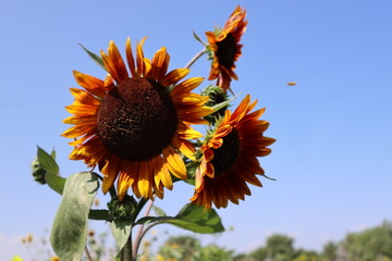 Orange and yellow sunflowers stand out against a clear blue sky at a farm in Colorado