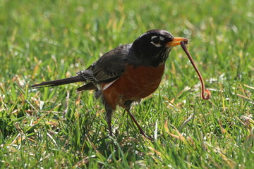 American robin