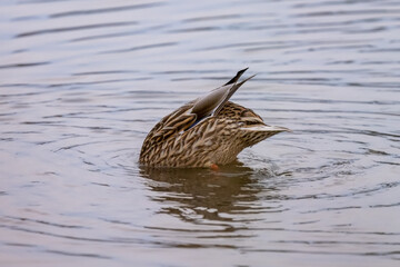 duck in water