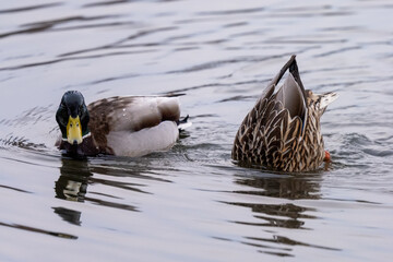 A couple of duck is spending a time.k