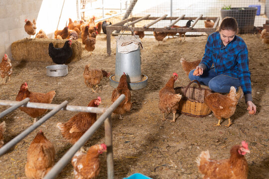Interested skilled young female farmer engaged in breeding of laying hens, collecting fresh eggs in wicker basket in chicken coop - Powered by Adobe