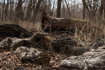 Dead wood in forest with brown grass and leaf litter