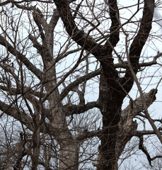 Tree branches without leaves against grey sky