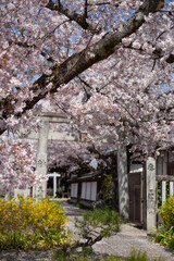 桜と鳥居、京都、日本