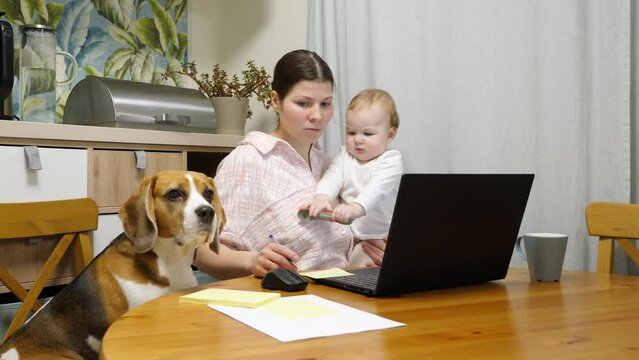 Young mother is trying to concentrate on her online work on her laptop, but she is holding her one-year-old daughter who wants to play. And the dog sits next to her, waiting to be noticed.