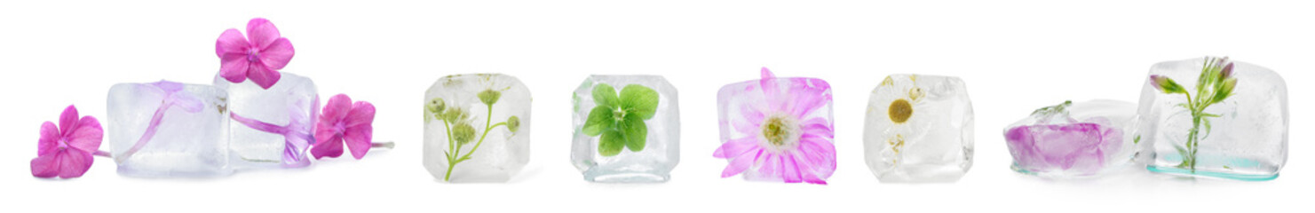 Frozen flowers in ice cubes on white background